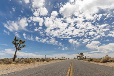 Joshua Tree Ulusal Parkı 'nın nefes kesici bir fotoğrafı Mojave Çölü' nün eşsiz manzarasını ve güzelliğini gözler önüne seriyor.