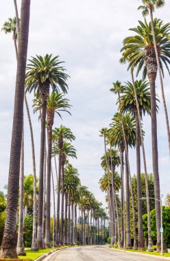 Iconic Beverly Hills caddesi parlak güneşli bir gökyüzünün altında yükselen palmiye ağaçlarıyla dolu, lüks ve Güney Kaliforniya 'nın cazibesi yayılıyor.