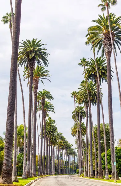Iconic Beverly Hills caddesi parlak güneşli bir gökyüzünün altında yükselen palmiye ağaçlarıyla dolu, lüks ve Güney Kaliforniya 'nın cazibesi yayılıyor.