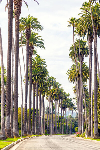 Iconic Beverly Hills street lined with towering palm trees under a bright sunny sky, exuding luxury and the charm of Southern California