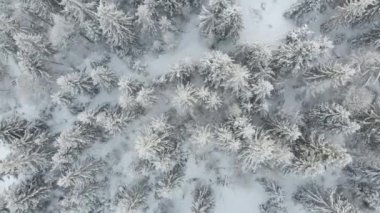 Karla kaplı ladin ağaçları olan kış ormanı manzarası. Kışın, karların altındaki ağaçların hava manzarası ormanlara karışıyor. Yoğun kar yağışı sonrası kış ormanının insansız hava aracı görüntüleri