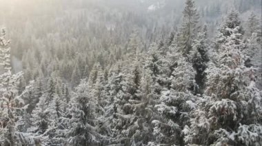 Dağlarla kaplı ladin ağaçlarıyla kaplı kış ormanlarının hava manzarası. Gün batımında kar yağışı sırasında kış ormanının insansız hava aracı görüntüleri. Vahşi doğa, kış mevsimi, doğa konsepti.