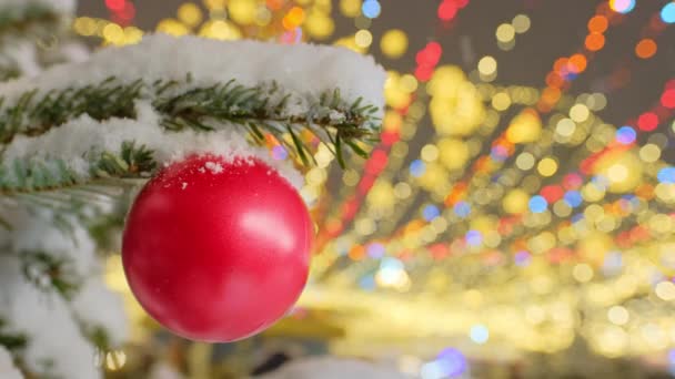 Traditional Xmas Red Ball Fir Tree Branch Close Christmas Tree — Video Stock