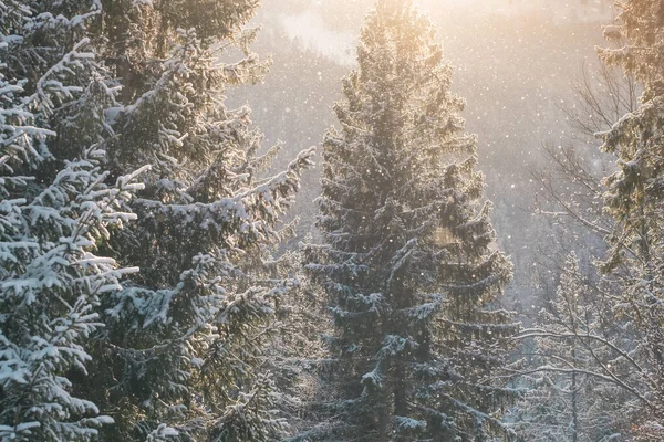 夕暮れ時にはスプルースの森に雪が降る美しい冬の風景 晴れた日には冬のトウヒの森の中で雪が降る 日当たりの良い寒い冬の日にゆっくりと空気中を飛んで雪片 クリスマスタイム — ストック写真