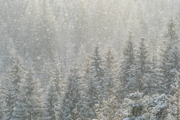 モミの木の森に降る雪と美しい冬のシーン 晴れた日には冬のトウヒの森の中で雪が降る 冬の晴れた日には雪の結晶が空気中を飛んでいる クリスマスタイム — ストック写真