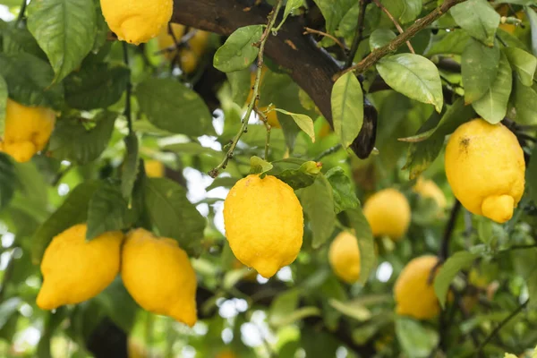 Ripe Yellow Lemons Water Drops Rain Hanging Branch Green Leaves — Foto de Stock