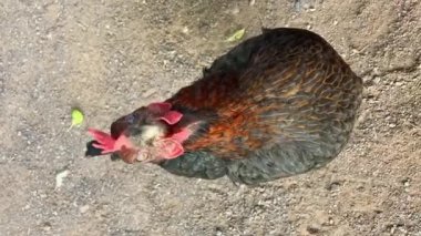 Serbest çiftlikteki organik üremeden kalma sağlıklı tavuklara yakından bakın. Tavuk merakla kameraya bakıyor. Dikey video. 