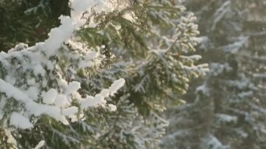 Snow falling from the fir tree branch after a good shake in slow motion. Snow falling under its weight from a tree branches in winter spruce forest. Beautiful sunny day in cold snowy forest. 