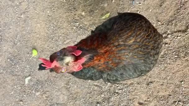 Nahaufnahme Von Gesunden Hühnern Aus Biologischer Zucht Auf Freilandhaltung Die — Stockvideo