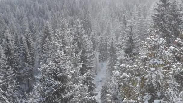 山の中で雪で覆われたトウヒの木と冬の森の空中風景 日没の光と雪の中で冬の森のドローン映像 冬の季節 自然概念 — ストック動画