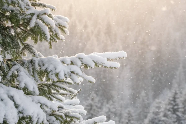 美丽的冬季风景 雪落在一棵云杉树枝上 阳光明媚的日子里 云杉林中下着雪 在阳光灿烂寒冷的冬日里 雪花缓缓地在空中飘扬 圣诞节期间 — 图库照片