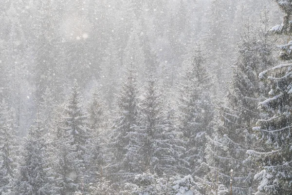 Sněhem Pokrytý Zimní Les Pod Bouřlivým Sněhem Krásná Zimní Krajina — Stock fotografie
