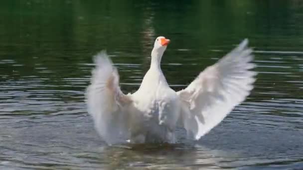 Weiße Wildgans Flattert Zeitlupe Mit Den Flügeln Weiße Gans Zeigt — Stockvideo