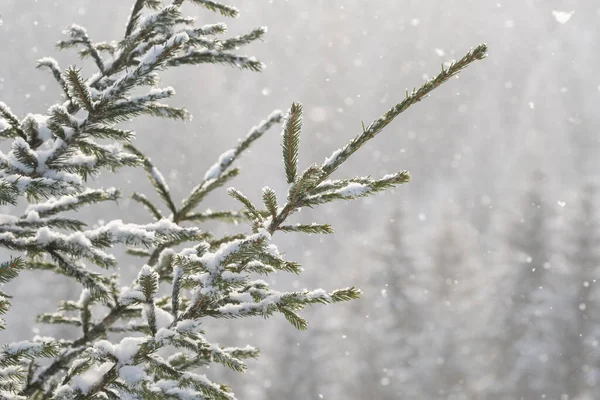 Beautiful Winter Scenery Snow Falling Spruce Tree Branch Close Snowfall — Stock Photo, Image