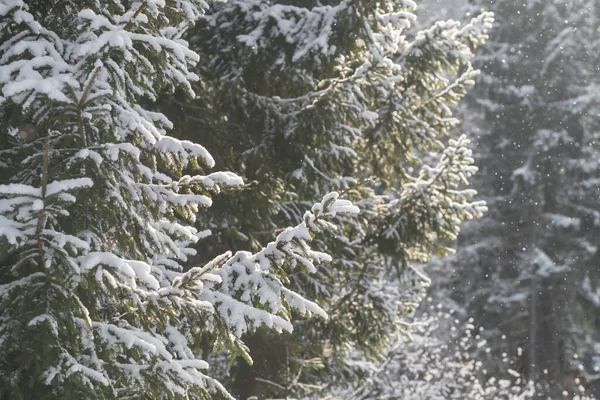 Hermoso Paisaje Invierno Con Nieve Cayendo Primer Plano Rama Abeto —  Fotos de Stock