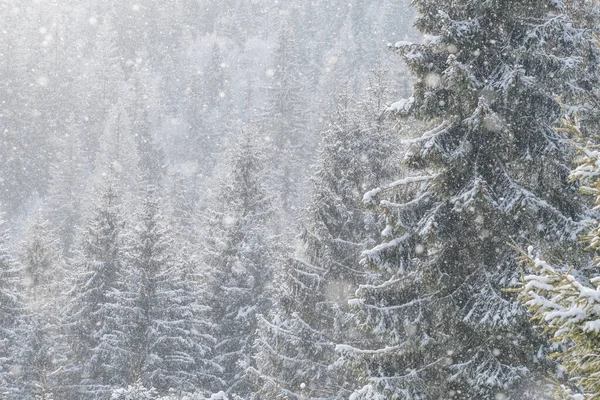 Bosque Invierno Cubierto Nieve Bajo Nevadas Tormentosas Hermoso Paisaje Invierno — Foto de Stock