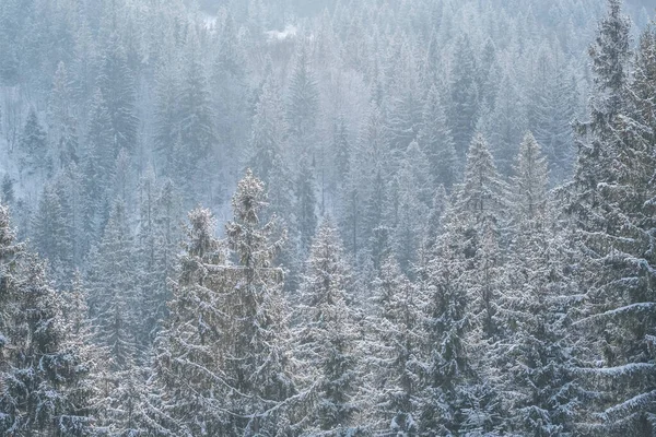 豪雪下の冬の森は雪に覆われていた 美しい冬の風景 秋の雪の下の冬のトウヒの森 — ストック写真
