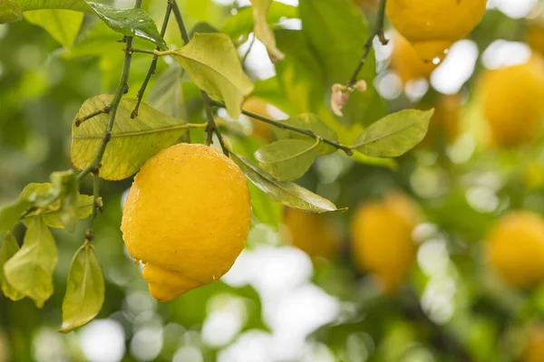 Ripe Yellow Lemons Water Drops Rain Hanging Branch Green Leaves — Stockfoto