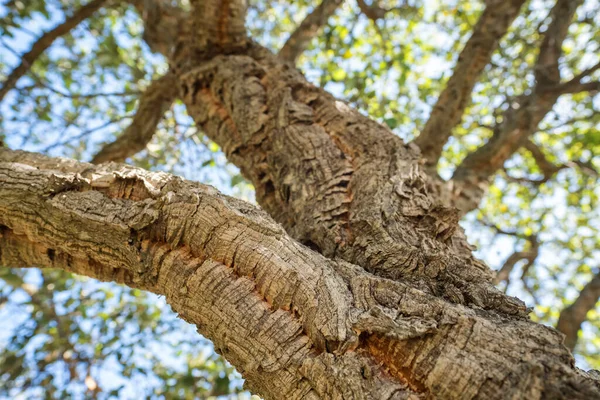 Korek Dřevo Strom Close Zaměřením Strom Kůra Portugalsko Struktura Korkové — Stock fotografie