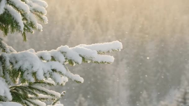 Beautiful Winter Scenery Snow Falling Fir Tree Branch Close Snowfall — Stock Video