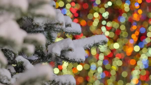 Śnieg Spada Gałąź Świerka Zbliżenie Lampkami Świątecznymi Błyszczące Tle Śnieg — Wideo stockowe