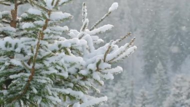 Beautiful winter scenery with snow falling on a fir tree branch close-up. Snowfall in a winter spruce forest at sunny day. Snowflakes slowly flying in air at sunny cold winter day. Christmas time