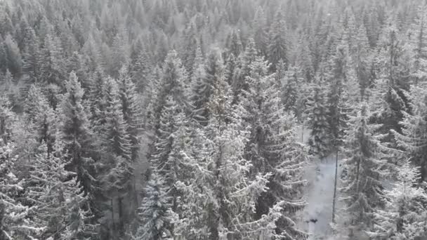 Paesaggio Aereo Foresta Invernale Con Abeti Ricoperti Neve Montagna Drone — Video Stock