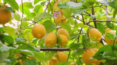 Yeşil yapraklı bir limon dalına yağmur damlalarıyla dolu olgun sarı limonlar. Meyve bahçesindeki dallarda taze sarı olgun limonlar.
