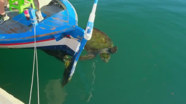 Green Sea Turtle Swims Fishing Boat Gather Any Scraps Fish — Stock Video