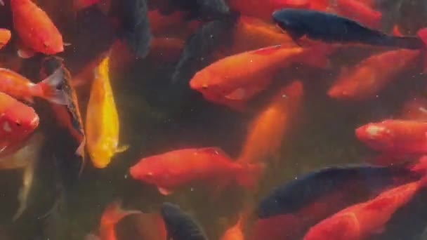 Kapři Plavou Rybníkové Vodě Zblízka Oblíbená Zvířata Pro Relaxaci Feng — Stock video