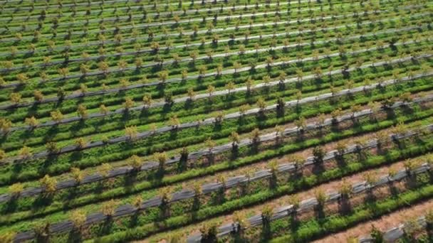 Αεροφωτογραφία Οπωρώνων Οπωροφόρα Δέντρα Όμορφες Τακτικές Γραμμές Από Φρέσκα Πράσινα — Αρχείο Βίντεο