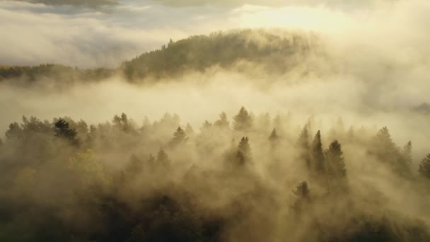 霧に覆われた日の出には松林の上を飛ぶ 霧の朝の間に山の丘の上のトウヒの森の木の空中映像 美しい秋の森の中で朝の霧 空中でのドリーショット — ストック動画