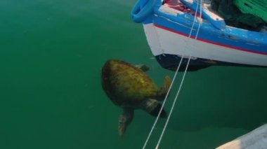 Yeşil deniz kaplumbağası, Yunanistan 'ın İyon Denizi' ndeki Kefalonya adasındaki Argostoli kasabasında denize atılan balık artıklarını toplamak için bir balıkçı teknesinin yanında yüzer. Loggerhead Turtle, Caretta Caretta kaplumbağa yakın plan.