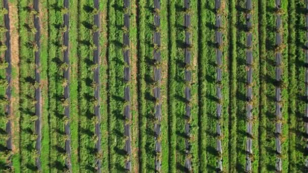 Aerial View Orchards Fruit Trees Beautiful Regular Lines Fresh Green — 비디오