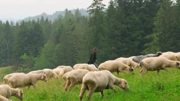 Zakopane Poland July 2022 Flock Sheeps Shepherd Traditional Clothes Rainy — Stock Video