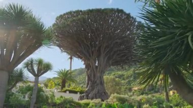Ancient Dragon Tree in Icod de los Vinos town on Tenerife, Canary Islands, Spain. Famous Drago in Parque del Drago. Symbol of Tenerife, the largest and the oldest living Dracaena Draco in the world.