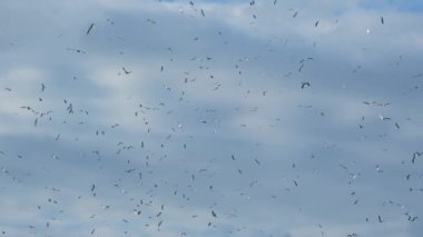 Flock of seagulls flies in cloudy sky in slow motion. Lots of sea birds flying in circles. Full sky of seagulls over the sea. Fly of birds in nature