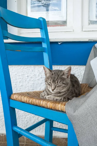 Lovely Stray Cat Spleeping Blue Chair Traditional Greek Taverna Cefalonia — Stock Photo, Image