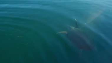 Loggerhead deniz kaplumbağası su altında daha sonra temiz hava yudumunu yakalamak için su yüzeyinde ortaya çıkar. Yunanistan, Cephalonia adasında güzellik. Deniz kaplumbağası açık deniz suyunda yüzüyor.