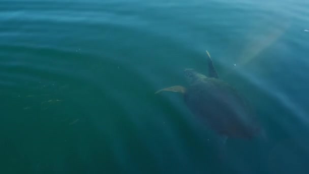 Loggerhead Sea Turtle Underwater Emerging Water Surface Catch Fresh Air — Stock Video
