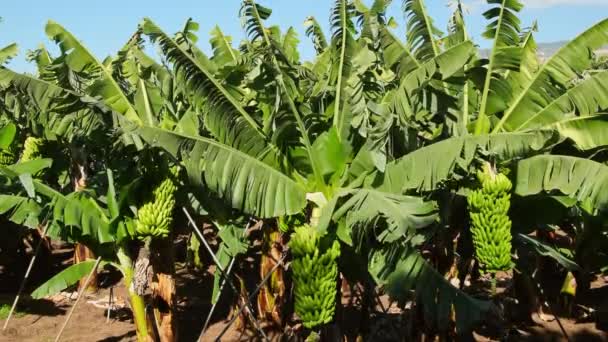 Plantaciones Plátanos Tenerife Bajo Sol Brillante Tenerife Islas Canarias España — Vídeos de Stock