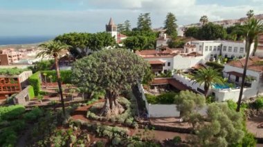İspanya 'nın Kanarya Adaları, Tenerife, Icod de los Vinos kasabasındaki ünlü Ejderha Ağacı' nın havadan görünüşü. Ünlü Drago Ağacı 'nın insansız hava aracı yörüngesi görüntüsü. Millenario Dev Draceana ağacı.