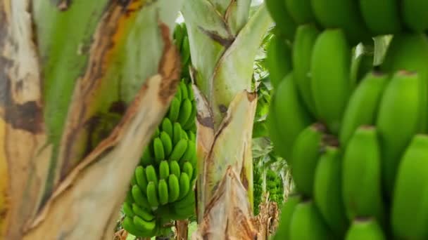 Tenerife香蕉种植园位于西班牙加那利群岛的Tenerife 生长在树上的绿色香蕉 香蕉种植园上的绿色热带香蕉叶和水果 Steadicam透露影片片段 — 图库视频影像