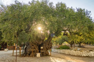 Old Olive Tree, famous tourist attraction in Montenegro. Also known as Stara Maslina is one of the worlds oldest olive trees, located near Stari Bar. It is said to be around 2000 years old