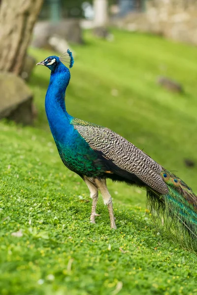 Beautiful Peacock Male Bird Close Portrait Peacock Walks Park — Stock Photo, Image