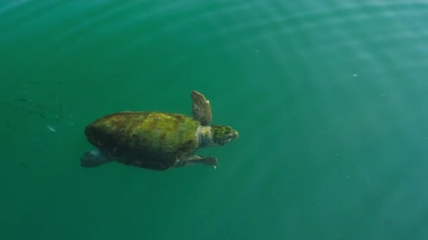 Loggerhead海カメ水中では 水の表面の上に新鮮な空気の飲み物をキャッチする新興 ギリシャのセファロニア島の自然の美しさ 澄んだ海の中でウミガメが泳ぐ — ストック動画