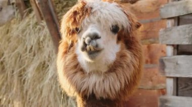 Komik bir alpaka portresi. Güney Amerika kamelyası. Alpaka hayvanı kameraya bakıyor. Kürklü memeli kışın ahırda
