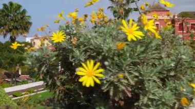 Jardines del Marquesado de la Quinta Roja bahçesi La Orotava kasabası, Tenerife, Kanarya adaları, İspanya. Yavaş ve kararlı bir şekilde görüntüler ortaya çıkıyor. Tenerife adasındaki La Orotava kasabasında tropik botanik bahçeleri