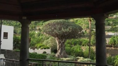 Ancient Dragon Tree in Icod de los Vinos town on Tenerife, Canary Islands, Spain. Famous Drago in Parque del Drago. Symbol of Tenerife, the largest and the oldest living Dracaena Draco in the world.