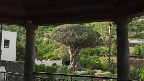 Ancient Dragon Tree Icod Los Vinos Town Tenerife Canary Islands — Stockvideo